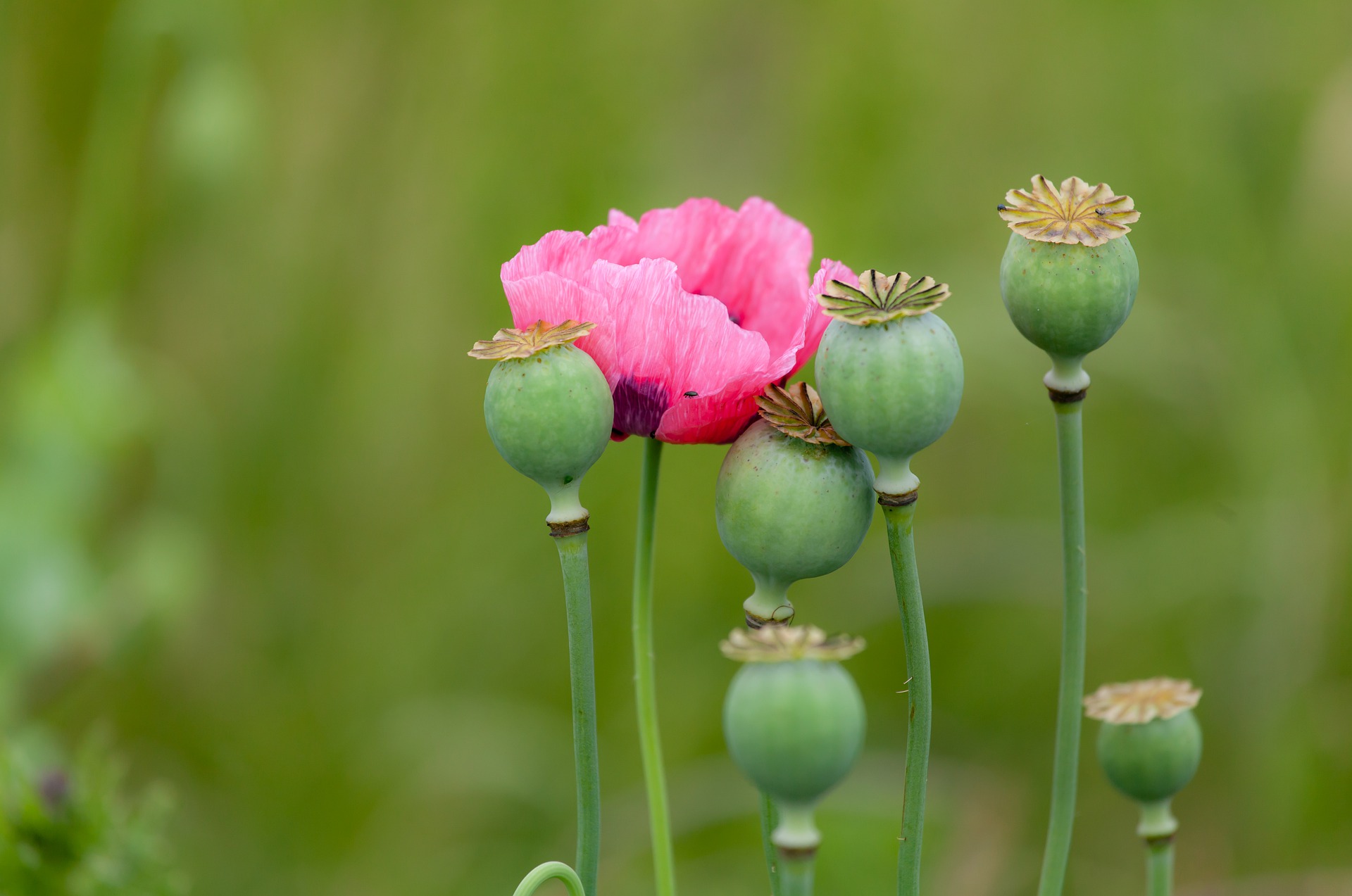 A picture of Opium Poppy flowers. 