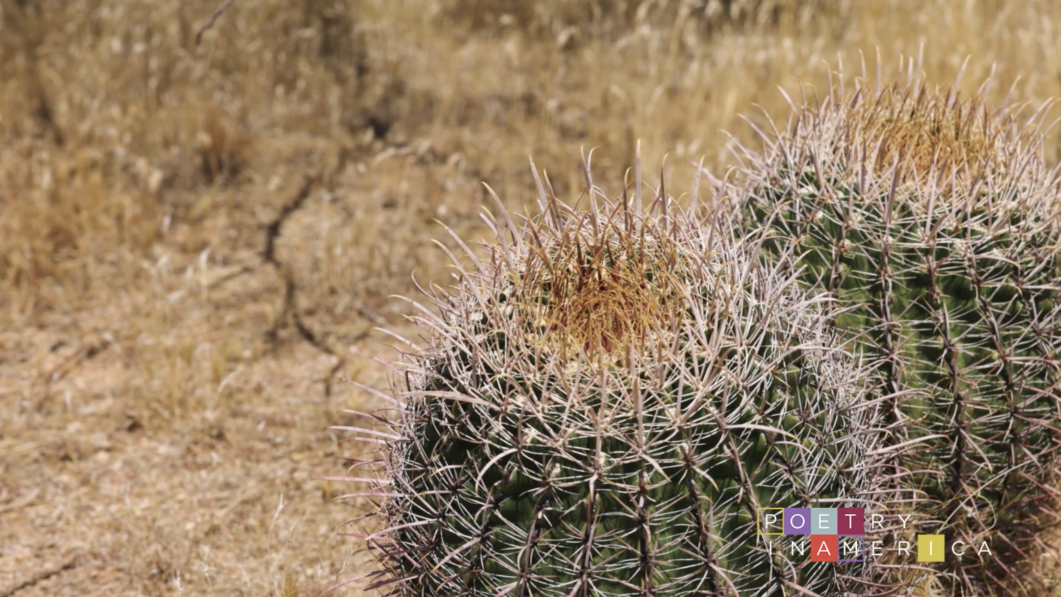 Two barrel cacti in the desert.