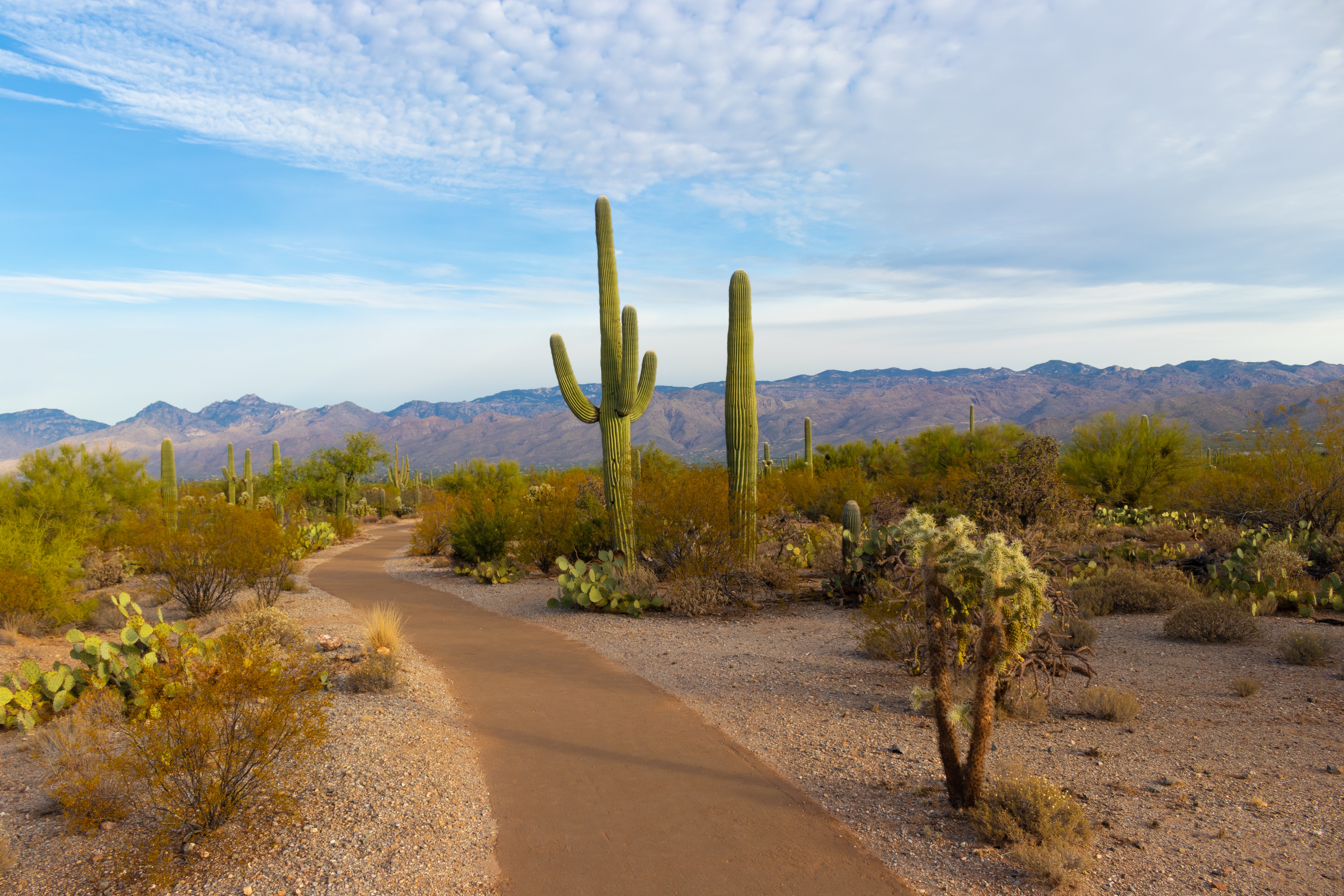Daytime desert with Saguaro cactus, brush and pathway