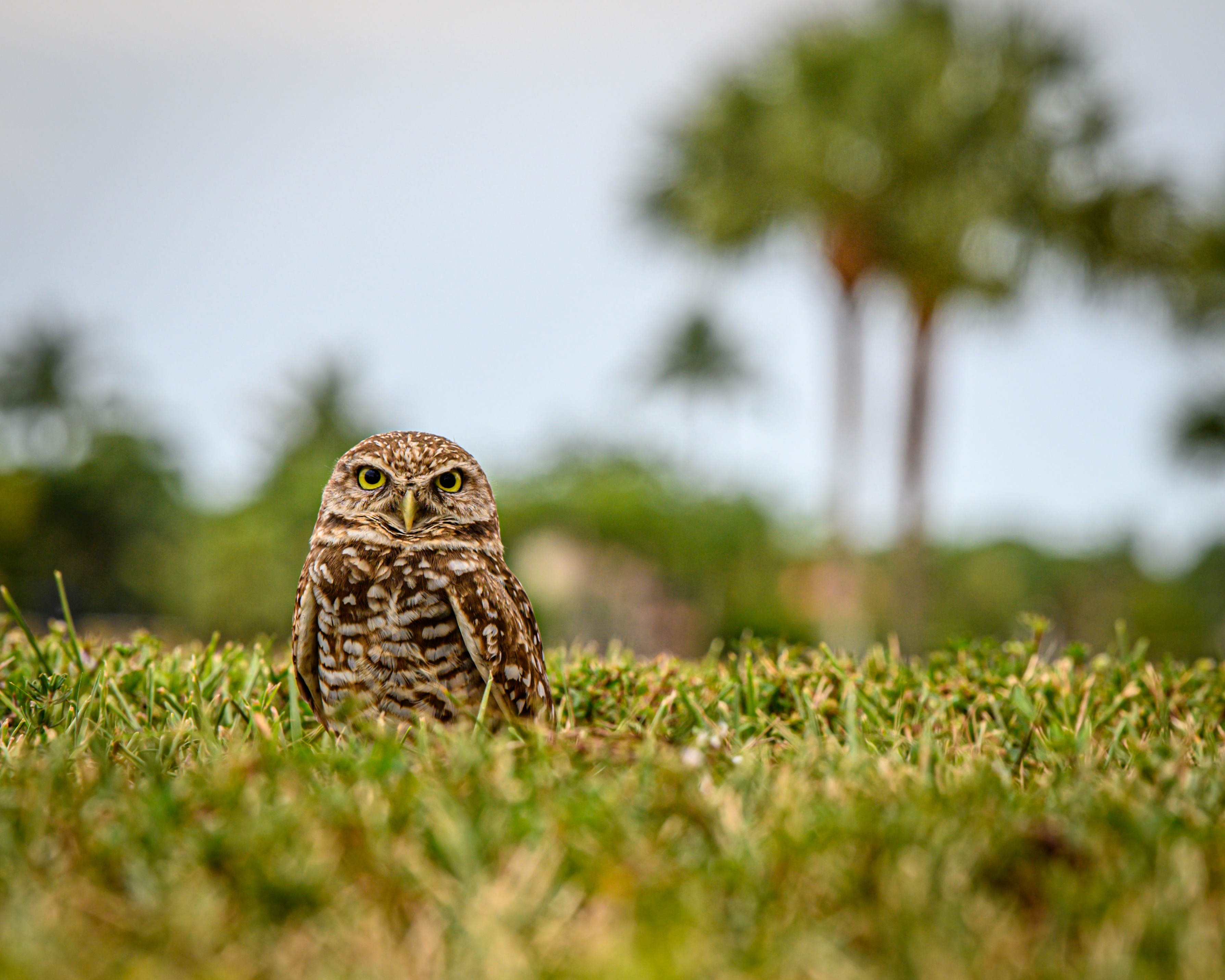 Burrowing owl in a field with palm trees