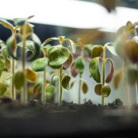 Green and yellow seedlings sprouting.